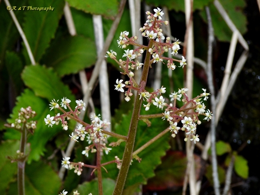 {Micranthes micranthidifolia}